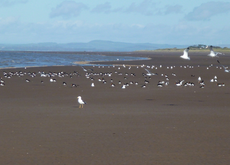 Birds on Beckfoot Beach